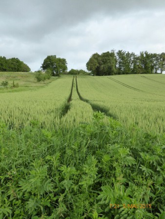 J20 Paysage champètre